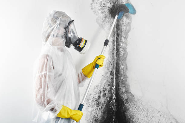 Best Commercial Mold Inspection  in Albertson, NY