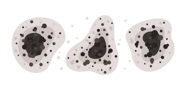 Best Mold-Related Health Consultation  in Albertson, NY
